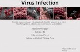 Interferon γ inhibits Ebola Virus Infection COMPAT