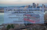 T Cells, Dendritic Cells, Autoimmunity and the Hair Follicle