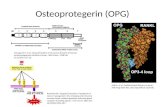 Deciphering the role of osteoprotegerin in inflammatory bowel diseases