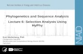 Selection analysis using HyPhy