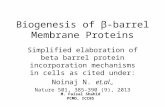 Molecular and Structural Mechanism for Beta Barrel Proteins Incorporation in Cells