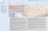 Immunohistochemistry Antibody Validation Report for Anti-β-Tubulin Antibody (STJ96932)