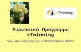 E twinning presentation, “Vin, vino, οίνος (κρασί): a Mediterranean matter