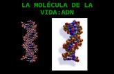 Introducción a los ácidos nucleicos 8º