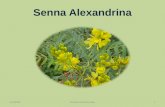 Senna Alexandrina Presentation in Biochemistry