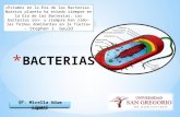 BACTERIAS MICROBIOLOGIA