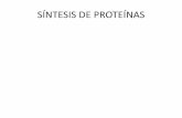 Sintesis de proteinas  histologia