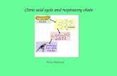 Citric acid cycle and respiratory chain Pavla Balínová