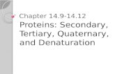 Chapter 14.9-14.12 Proteins: Secondary, Tertiary, Quaternary, and Denaturation.