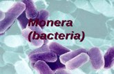 Monera (bacteria). Syllabus links 3.1.3 Monera, e.g. Bacteria Bacterial cells: basic structure (including plasmid DNA), three main types. Reproduction
