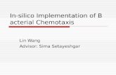 In-silico Implementation of Bacterial Chemotaxis Lin Wang Advisor: Sima Setayeshgar