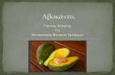 Kourtis avocado