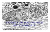 STRUKTUR DAN FUNGSI MITOKONDRIA · PDF file–sistem membran dalam yang kompleks Æinvaginasi Ækrista –Diantara kedua membran terdapat ... • Berppp geran dalam respirasi sel,