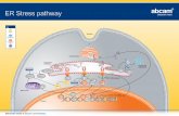 ER Stress pathway - Abcamdocs.abcam.com/pdf/rabmab/er-stress-pathway.pdf · ER Stress pathway Immunohistochemical analysis of paraffin-embedded human lung carcinoma tissue using ab45178