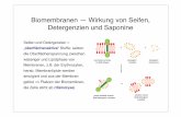 Biomembranen — Wirkung von Seifen, Detergenzien und Saponineuser.uni-frankfurt.de/~dingerma/Podcast/CytologieWS11-5.pdf · Saponine — Hämolytische Aktivität Saponin Vorkommen