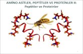 Peptitler ve Proteinler - eczacilik.anadolu.edu.treczacilik.anadolu.edu.tr/bolumSayfalari/belgeler/03 Amino asitler... · 8 Pek çok protein sadece amino asit kalıntılarından oluşmuştur.