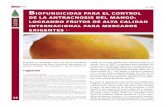 Dtema i c i e m b r e Biofungicidas para el control de la ... · PDF filemango es la fruta tropical más comercializada en el mundo. ... Haden, Tommy Atkins, Keitt y Kent. En el campo,