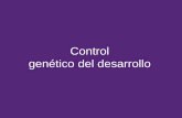 Control genético del desarrollo · PDF fileBajo control de bicoid y nanos ... (evita perduración de mutaciones) - enfermedades neurodegenerativas ... Control genético de desarrollo