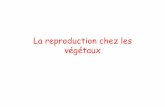 La reproduction chez les végétaux - serres.u-bourgogne.frserres.u-bourgogne.fr/IMG/pdf/La_reproduction_chez_les_vegetaux.pdf · ... reproduction asexuée, autofécondation La reproduction