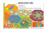 biologi_sel_chapter_7.pdf - TADRIS BIOLOGI IAIN JEMBERtadris-biologi- · PDF fileModel Pematangan Lisosom Lysosomal Hydrolases TGN Endosome. Bagaimana Enzim Hidrolase Lisosom ... Sel