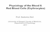 Physiology of the Blood II. Red Blood Cells(Erythrocytes) · PDF filePhysiology of the Blood II. Red Blood Cells(Erythrocytes) Prof. Szabolcs Kéri University of Szeged, Faculty of
