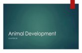 Animal Development - Okanagan Mission Secondary - Homegandha.weebly.com/.../1/3/3/6/13367253/chapter_38_animal_develop… · Chapter 38 Animal Development ... When a cell displays