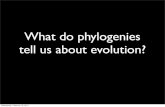 What do phylogenies tell us about evolution? snuismer/Nuismer_Lab/548...Brownian motion y~N(0, σ2 * t) Wednesday, February 16, 2011 Wednesday, February 16, 2011 Wednesday, February
