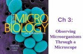 Observing Microorganisms Through a Microscopelpc1.clpccd.cc.ca.us/LPC/Zingg/Micro/Lects SS 2016/M_T...Explain why endospore and capsule stains are used SLOs cont.: Check Your Understanding
