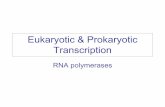 Eukaryotic & Prokaryotic Transcriptionbbartholomew/-lectures/Transcription 09.pdf · recognize start site of transcription ~500,000 daltons ... (>1000 bps) from start site of transcription