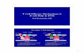 T Cell Effector Mechanisms I: B cell Help & DTH T Cell Effector Mechanisms I: B cell Help & DTH Ned Braunstein, MD The Major T Cell Subsets γδ ε Vα Cα Cβ Vβ ζζ peptide CD3