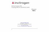 Immunoassay Kit Catalog #KAC2432/KAC2431 … MIG, IP-10, and I-TAC bear sequence homology and share the common feature of expression up-regulation in response to interferon-γ.