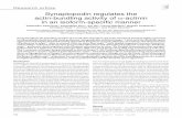 Synaptopodin regulates the actin-bundling activity …dm5migu4zj3pb.cloudfront.net/manuscripts/23000/23371/JCI0523371.pdf1188 The Journal of Clinical Investigation ... Synaptopodin