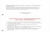 ESTRUCTURA TRIDIMENSIONAL DE LAS PROTEINAS · PDF file · 2017-05-30Nelson, DL and Cox, M.M. Worth Publishers, 2000.) Formación de fibras de hemoglobina S Saliente hidrofóbico (Glu6