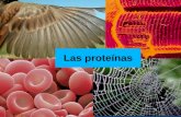 Introducing a New Product - aloxamento de páxinas · PDF file · 2011-11-07AMINOÁCIDOS COMPONENTES DE LAS PROTEÍNAS Todas las proteínas de los seres vivos están compuestas por