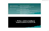 Filo (Divisão) ASCOMYCOTA - · PDF file08/04/2013 3 Quitina e β-glucanos • Características principais de Ascomycota • - A fase sexual é caracterizada pela formação de esporos