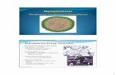 Mycoplasma Group: Overviewpeople.upei.ca/jlewis/Lectures_schedule/Fri-Feb-3-Mycoplasma-Hemo... · Avian M. gallisepticum ... Management – Mb-free ... Infectious Sinusitis ...