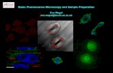Basic Fluorescence Microscopy and Sample Fluorescence Microscopy and Sample Preparation Antibodies for Immunocytochemistry • Preferred: IgG isotype, more consistent generation and
