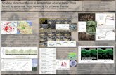 Scaling photosynthesis in Amazonian ecosystems: from · PDF fileScaling photosynthesis in Amazonian ecosystems: ... (INPA), Manaus, Brazil. 6 ... Scaling photosynthesis in Amazonian