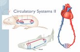 Circulatory Systems II - bio.classes.ucsc.edubio.classes.ucsc.edu/bio131/Thometz Website/12 Circulatory Systems... · Physics of Circulatory Systems Fluids flow down pressure gradients