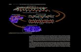 α-helix - SRI LANKA'S EDUCATIONAL HUB - · PDF file · 2016-10-15called the quaternary structure of the protein ... Carbohydrates are an important class of naturally occurring substances