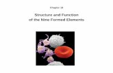 Structure and Function of the Nine Formed Elements · 7.5 µm 2.0 µm Sectional view Surfaceview Erythrocytes or RBC – blood type determined by surface glycoprotein and glycolipids
