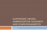 Autonomic drugs: Adrenoceptor Agonists and · PDF fileIntroduction (review) 5 key ... β2 Respiratory, uterine and vascular smooth muscle Smooth muscle ... Sympathomimetic drugs Mixed