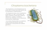 Citoplasma bacteriano - depa.fquim.unam.mxdepa.fquim.unam.mx/amyd/archivero/U2i_CitoplasmaBacteriano_19426.pdfInclusiones citoplasmáticas •Inclusiones lipídicas Micobacterium,