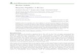 Review Article Bioactive Peptides: A Review - BASclbme.bas.bg/bioautomation/2011/vol_15.4/files/15.4_02.pdf · Review Article Bioactive Peptides: A Review ... casein [145]. Other