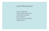 Lipid Metabolism - UCA | Faculty Sites at the University of · PDF file · 2008-11-02Lipid Metabolism Lipid digestion Fatty acid activation Carnitine shuttle B-oxidation Fatty acid