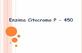 Enzima Citocromo P - 450depa.fquim.unam.mx/amyd/archivero/Bio8_27183.pdf · Está compuesta de 12 hélices α y 5 láminas β ... Physiology and pathophysiology 1993, ed. Tavaloni