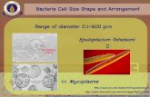 Bacteria Cell Size Shape and Arrangement Range of …deardean/pdf4ppt/biodiver/monera_II.pdfBacteria Cell Size Shape and Arrangement Range of diameter 0.1-600 μm ... Size of Bacteria