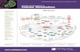 Antibodies and Related Reagents for Cellular Metabolism ·  · 2016-12-13UNPARALLELED PRODUCT QUALITY, VALIDATION, AND TECHNICAL SUPPORT ... ribosomal subunit Product Pathways Motif