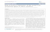 Role of AcsR in expression of the acetyl-CoA synthetase ... · Role of AcsR in expression of the ... Growth defect of the ΔacsR strain in acetate-minimal medium was restored by ...