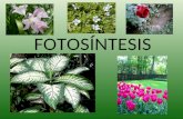 [PPT]FOTOSÍNTESISbioowiki.wikispaces.com/file/view/FOTOSÍNTESIS.ppt · Web viewFOTOSÍNTESIS ¿Qué ocurre con la Fotosíntesis durante el Otoño? La fotosíntesis es un proceso